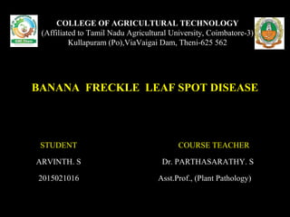 COLLEGE OF AGRICULTURAL TECHNOLOGY
(Affiliated to Tamil Nadu Agricultural University, Coimbatore-3)
Kullapuram (Po),ViaVaigai Dam, Theni-625 562
BANANA FRECKLE LEAF SPOT DISEASE
STUDENT COURSE TEACHER
ARVINTH. S Dr. PARTHASARATHY. S
2015021016 Asst.Prof., (Plant Pathology)
 