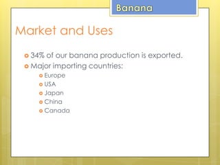  34% of our banana production is exported.
 Major importing countries:
 Europe
 USA
 Japan
 China
 Canada
Market and Uses
 