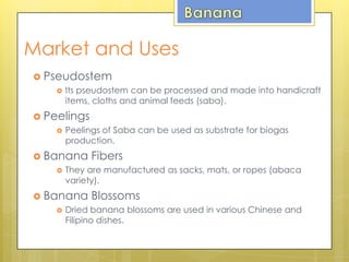Market and Uses
 Pseudostem
 Its pseudostem can be processed and made into handicraft
items, cloths and animal feeds (saba).
 Peelings
 Peelings of Saba can be used as substrate for biogas
production.
 Banana Fibers
 They are manufactured as sacks, mats, or ropes (abaca
variety).
 Banana Blossoms
 Dried banana blossoms are used in various Chinese and
Filipino dishes.
 