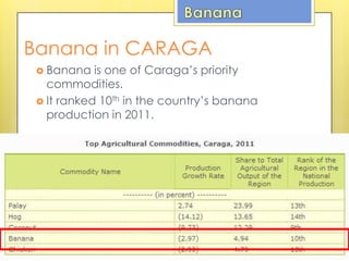  Banana is one of Caraga’s priority
commodities.
 It ranked 10th in the country’s banana
production in 2011.
Banana in CARAGA
 
