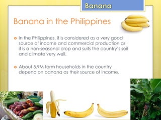 Banana in the Philippines
 In the Philippines, it is considered as a very good
source of income and commercial production as
it is a non-seasonal crop and suits the country’s soil
and climate very well.
 About 5.9M farm households in the country
depend on banana as their source of income.
 