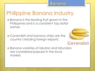 Philippine Banana Industry
 Banana is the leading fruit grown in the
Philippines and is a consistent top dollar
earner.
 Cavendish and banana chips are the
country’s leading foreign exports.
 Banana varieties of lakatan and latundan
are considered popular in the local
market.
 