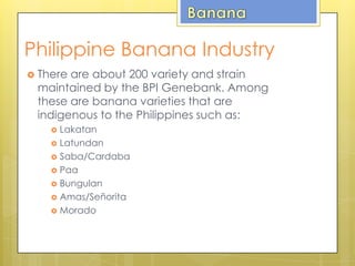 Philippine Banana Industry
 There are about 200 variety and strain
maintained by the BPI Genebank. Among
these are banana varieties that are
indigenous to the Philippines such as:
 Lakatan
 Latundan
 Saba/Cardaba
 Paa
 Bungulan
 Amas/Señorita
 Morado
 