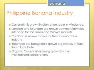 Philippine Banana Industry
 Cavendish is grown in plantation scale in Mindanao.
 Lakatan and latundan are grown commercially alos
intended for the Luzon and Visayas markets
 Cardaba is known mainly for the banana chips
industry
 Balangon oor bongolan is grown organically in Tupi,
South Cotabato
 Organic Cavendish is being grown by the
multinational corporations
 