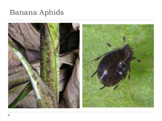 Banana Insects A Lecture To Tot Trainees Ffs By Mr Allah Dad K