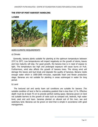 UNIVERSITI PUTRA MALAYSIA - CENTRE OF FOUNDATION STUDIES FOR AGRICULTURAL SCIENCE
Page 10
THE STEP OF POST HARVEST HANDLING
1.FARM
AGRO-CLIMATIC REQUIREMENTS
a) Climate
Generally, banana plants suitable for planting at the optimum temperature between
25°C to 30°C. Low temperatures will impact negatively on the growth of stems, leaves
and tree maturity will skip. For good growth, the banana tree is in need of expose to
light. The temperature too high and prolonged exposure will cause burns on fruit.
Furthermore, wind also affects the growth of banana trees. The strong wind will
damage the leaves and bud break and degrade the quality of bananas. Banana needs
enough water which is 1000-2000 mm/year, especially heart and flower production
stage. Bananas are not suitable for planting in areas submerged in water for long
period.
b) Land
The textured soil and sandy loam soil conditions are suitable for banana .The
suitable condition of land is flat to undulating gradient that is less than 12 %. Effective
depth must be at least 75 cm to provide perfect rooting space. Bananas grown on land
not suitable barriers to the growth of roots such as compact soil, bedrock, high water
level, peat and acid layer. bananas planted on alluvial soil of the river, sea and
sedentary land. Bananas can be grown on land that is simple in accordance with good
management.
 