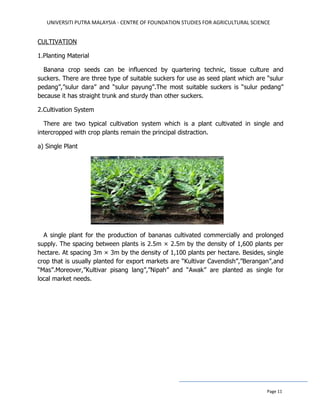UNIVERSITI PUTRA MALAYSIA - CENTRE OF FOUNDATION STUDIES FOR AGRICULTURAL SCIENCE
Page 11
CULTIVATION
1.Planting Material
Banana crop seeds can be influenced by quartering technic, tissue culture and
suckers. There are three type of suitable suckers for use as seed plant which are “sulur
pedang”,”sulur dara” and “sulur payung”.The most suitable suckers is “sulur pedang”
because it has straight trunk and sturdy than other suckers.
2.Cultivation System
There are two typical cultivation system which is a plant cultivated in single and
intercropped with crop plants remain the principal distraction.
a) Single Plant
A single plant for the production of bananas cultivated commercially and prolonged
supply. The spacing between plants is 2.5m × 2.5m by the density of 1,600 plants per
hectare. At spacing 3m × 3m by the density of 1,100 plants per hectare. Besides, single
crop that is usually planted for export markets are “Kultivar Cavendish”,”Berangan”,and
“Mas”.Moreover,”Kultivar pisang lang”,”Nipah” and “Awak” are planted as single for
local market needs.
 
