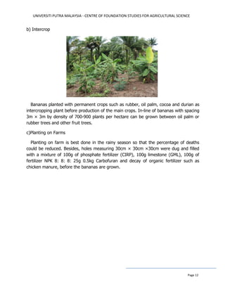 UNIVERSITI PUTRA MALAYSIA - CENTRE OF FOUNDATION STUDIES FOR AGRICULTURAL SCIENCE
Page 12
b) Intercrop
Bananas planted with permanent crops such as rubber, oil palm, cocoa and durian as
intercropping plant before production of the main crops. In-line of bananas with spacing
3m × 3m by density of 700-900 plants per hectare can be grown between oil palm or
rubber trees and other fruit trees.
c)Planting on Farms
Planting on farm is best done in the rainy season so that the percentage of deaths
could be reduced. Besides, holes measuring 30cm × 30cm ×30cm were dug and filled
with a mixture of 100g of phosphate fertilizer (CIRP), 100g limestone (GML), 100g of
fertilizer NPK 8: 8: 8: 25g 0.5kg Carbofuran and decay of organic fertilizer such as
chicken manure, before the bananas are grown.
 