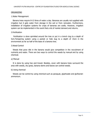 UNIVERSITI PUTRA MALAYSIA - CENTRE OF FOUNDATION STUDIES FOR AGRICULTURAL SCIENCE
Page 13
ORGANIZING
1.Water Management
Banana trees require 8-12 litres of water a day. Bananas are usually not supplied with
irrigation but it gets water from storage in the soil or from rainwater. Furthermore,
installation of irrigation systems for crops of bananas are costly. However, irrigation
system can be implemented in the event that a lot of market demand and returns.
2.Fertilization
Fertilization is done sprinkled around the tree or put in a trench dug to a depth of
5cm.Tempering system using a pocket or hole dug to a depth of 15cm in the
environment as far as half of the base of a banana tree.
3.Weed Control
Weeds that grow idle in the banana would give competition in the recruitment of
nutrients and water. There are two ways to control the weeds by manual and by using
chemical.
a) Manual
It is done by using hoe and trowel. Besides, cover with banana trees surround the
area with weeds, dry grass, banana stems and leaves can control weeds.
b) Using chemical
Weeds can be control by using chemical such as paraquat, glyphosate and glufisonat-
ammonium.
 