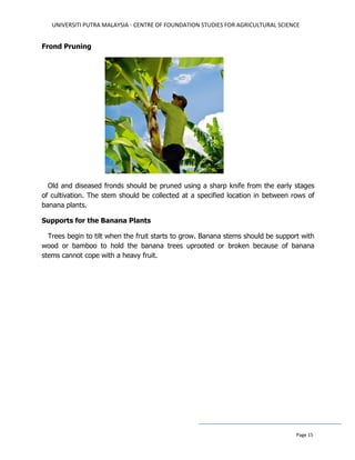 UNIVERSITI PUTRA MALAYSIA - CENTRE OF FOUNDATION STUDIES FOR AGRICULTURAL SCIENCE
Page 15
Frond Pruning
Old and diseased fronds should be pruned using a sharp knife from the early stages
of cultivation. The stem should be collected at a specified location in between rows of
banana plants.
Supports for the Banana Plants
Trees begin to tilt when the fruit starts to grow. Banana stems should be support with
wood or bamboo to hold the banana trees uprooted or broken because of banana
stems cannot cope with a heavy fruit.
 
