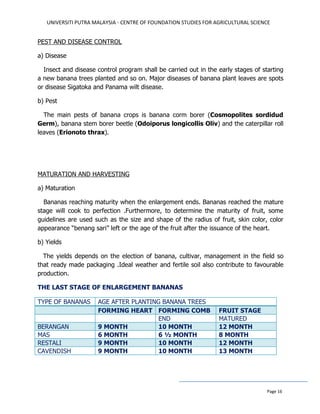 UNIVERSITI PUTRA MALAYSIA - CENTRE OF FOUNDATION STUDIES FOR AGRICULTURAL SCIENCE
Page 16
PEST AND DISEASE CONTROL
a) Disease
Insect and disease control program shall be carried out in the early stages of starting
a new banana trees planted and so on. Major diseases of banana plant leaves are spots
or disease Sigatoka and Panama wilt disease.
b) Pest
The main pests of banana crops is banana corm borer (Cosmopolites sordidud
Germ), banana stem borer beetle (Odoiporus longicollis Oliv) and the caterpillar roll
leaves (Erionoto thrax).
MATURATION AND HARVESTING
a) Maturation
Bananas reaching maturity when the enlargement ends. Bananas reached the mature
stage will cook to perfection .Furthermore, to determine the maturity of fruit, some
guidelines are used such as the size and shape of the radius of fruit, skin color, color
appearance “benang sari” left or the age of the fruit after the issuance of the heart.
b) Yields
The yields depends on the election of banana, cultivar, management in the field so
that ready made packaging .Ideal weather and fertile soil also contribute to favourable
production.
THE LAST STAGE OF ENLARGEMENT BANANAS
TYPE OF BANANAS AGE AFTER PLANTING BANANA TREES
FORMING HEART FORMING COMB FRUIT STAGE
END MATURED
BERANGAN 9 MONTH 10 MONTH 12 MONTH
MAS 6 MONTH 6 ½ MONTH 8 MONTH
RESTALI 9 MONTH 10 MONTH 12 MONTH
CAVENDISH 9 MONTH 10 MONTH 13 MONTH
 