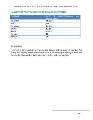 UNIVERSITI PUTRA MALAYSIA - CENTRE OF FOUNDATION STUDIES FOR AGRICULTURAL SCIENCE
Page 17
HARVESTING FRUIT ACCORDING TO THE AGE OF MATURITY
CULTIVAR DATE OF HARVESTING(week after
forming heart)
Cavendish 20-23
Mas 7-9
Berangan 11-14
Embun 12-15
Restali 11-13
Nangka 22
Tanduk 20
c) Harvesting
Harvest is done carefully so that physical damage did not occur to maintain fruit
quality and avoiding losses. Harvesting is done in the morning or evening to avoid heat
from sunlight because this temperature can interfere with ripening fruit.
 