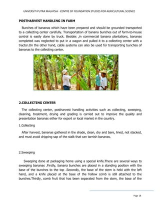 UNIVERSITI PUTRA MALAYSIA - CENTRE OF FOUNDATION STUDIES FOR AGRICULTURAL SCIENCE
Page 18
POSTHARVEST HANDLING IN FARM
Bunches of bananas which have been prepared and should be grounded transported
to a collecting center carefully. Transportation of banana bunches out of farm-to-house
control is easily done by truck. Besides ,in commercial banana plantations, bananas
completed was neglected to put in a wagon and pulled it to a collecting center with a
tractor.On the other hand, cable systems can also be used for transporting bunches of
bananas to the collecting center.
2.COLLECTING CENTER
The collecting center, postharvest handling activities such as collecting, sweeping,
cleaning, treatment, drying and grading is carried out to improve the quality and
presentation bananas either for export or local market in the country.
1.Collecting
After harvest, bananas gathered in the shade, clean, dry and bare, lined, not stacked,
and must avoid dripping sap of the stalk that can tarnish bananas.
2.Sweeping
Sweeping done at packaging home using a special knife.There are several ways to
sweeping bananas .Firstly, banana bunches are placed in a standing position with the
base of the bunches to the top .Secondly, the base of the stem is held with the left
hand, and a knife placed at the base of the hollow comb is still attached to the
bunches.Thirdly, comb fruit that has been separated from the stem, the base of the
 