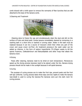 UNIVERSITI PUTRA MALAYSIA - CENTRE OF FOUNDATION STUDIES FOR AGRICULTURAL SCIENCE
Page 19
comb shaved with a knife spoon to remove the remnants of fiber bunches that are still
attached to the base of the banana comb.
3.Cleaning and Treatment
Cleaning done to freeze the sap and simultaneously clean the dust and dirt on the
surface of fruits and dried pistil. Combs banana immediately cleaned by immersing in a
washing bath in a short time or washed in running water .Water in the bath must be
replaced because it can be a source of inoculum which then infect any part of the
crown and cause crown rot.Then ,for treatment process,in the wash water can be
added as chlorine, in the form of sodium hypochlorite 75-125ppm weeks to kill the
spores Fusarium, Collectotrichum and Botryodiplodia and other fungi that attack the
banana crown.
4.Drying
Poses after cleaning, bananas need to be dried at room temperature. Moreover,to
speed up the drying process bananas need to be placed under the fan. Banana drying
process should not be made in the sunlight because it will spoils bananas.
5.Curing
The purpose of curing process are to make the fruit ripe, prevent pests and the fruit
will ripe uniformly. Curing process takes three days and two nights to make the banana
ripe.Cobalt is used to curing the banana.The bananas were put into dark room for
curing process.
 