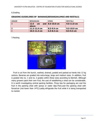 UNIVERSITI PUTRA MALAYSIA - CENTRE OF FOUNDATION STUDIES FOR AGRICULTURAL SCIENCE
Page 20
6.Grading
GRADING GUIDELINES OF BANANAS(BERANGAN,EMAS AND RESTALI)
GRADE BERANGAN EMAS RESTALI
A 12.5 cm and
above
8.6-10.0 cm 9.6-11.0 cm
B 11.5-12.4 cm 8.5-9.9 cm 9.5-10.9 cm
C 10.5-11.4 cm 6.5-8.4 cm 8.5-9.4 cm
7.Packing
Fruit is cut from the bunch, washed, drained, graded and packed as hands into 13 kg
cartons. Bananas are graded into extra-large, large and medium sizes. In addition, fruit
is graded into no. 1 and no. 2 grades within these sizes according to blemish. Although
many growers pack their own fruit, the cost of establishing a shed can be considerable.
It is worth investigating central packing facilities .Three tips for packaging are cool the
fruit in the packing shed with sprays or water dips.Then,cool the packing shed with
forced-air (not lower than 14°C).Lastly,refrigerate the fruit while it is being transported
to market.
 