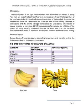 UNIVERSITI PUTRA MALAYSIA - CENTRE OF FOUNDATION STUDIES FOR AGRICULTURAL SCIENCE
Page 21
8.Pre-cooling
Pre-cooling refers to the rapid removal of field heat shortly after the harvest of a crop.
Field heat can be defined as the difference in temperature between the temperature of
the crop harvested and the optimal storage temperature of that product. In general the
temperature should be cooled down till it reaches 88% of the existing difference in
temperature and its optimal storage temperature.The pre-cooling temperature of
banana is cooled to more than 10°C.The advantages of pre-cooling are inhibition of the
growth of decay causing organisms,restriction of wate loss from the harvested
produce,reduction in rate of respiration and ethylene liberation and rapid wound healing.
9.Harvest Storage
Storage boxes of bananas requires controlling temperature and humidity so that the
fruit does not lose its freshness during storage.
THE OPTIMUM STORAGE TEMPERATURE OF BANANAS
CULTIVAR OPTIMUM
TEMPERATURE (°C)
TIMEFRAME(DAYS)
EMAS 14 10
BERANGAN 13 28
EMBUN 14 14-17
RESTALI 14 14-17
CAVENDISH 13 14-17
AWAK 13 20
Berangan Emas
 