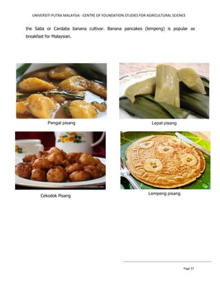 UNIVERSITI PUTRA MALAYSIA - CENTRE OF FOUNDATION STUDIES FOR AGRICULTURAL SCIENCE
Page 37
the Saba or Cardaba banana cultivar. Banana pancakes (lempeng) is popular as
breakfast for Malaysian.
Cekodok Pisang
Pengat pisang
Banana pancak
Lepat pisang
Lempeng pisang
 
