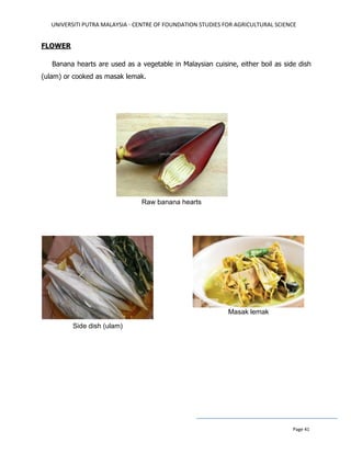 UNIVERSITI PUTRA MALAYSIA - CENTRE OF FOUNDATION STUDIES FOR AGRICULTURAL SCIENCE
Page 41
FLOWER
Banana hearts are used as a vegetable in Malaysian cuisine, either boil as side dish
(ulam) or cooked as masak lemak.
Raw banana hearts
Side dish (ulam)
Masak lemak
 
