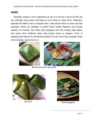 UNIVERSITI PUTRA MALAYSIA - CENTRE OF FOUNDATION STUDIES FOR AGRICULTURAL SCIENCE
Page 42
LEAVES
Nowadays, banana is more widespread use yet. It is not just a source of food, but
also cultivated using modern technology so as to bring in a good return. Malaysians,
especially the Malays have to recognize that a wide banana leaves as liners and food
packaging. Dishes are packaged in banana leaves publish fragrance and increase
appetite. For example, nasi lemak, pulut panggang, kuih koci, lemang, lepat pisang,
and various other traditional cakes using banana leaves as wrappers. Forms of
packaging also features its characteristic beauty of its own, like a long, triangular shape
of the envelope, square and so on.
Banana leaves for nasi lemak
Kuih koci Pulut panggang
 