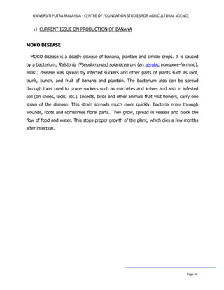 UNIVERSITI PUTRA MALAYSIA - CENTRE OF FOUNDATION STUDIES FOR AGRICULTURAL SCIENCE
Page 44
1) CURRENT ISSUE ON PRODUCTION OF BANANA
MOKO DISEASE
MOKO disease is a deadly disease of banana, plantain and similar crops. It is caused
by a bacterium, Ralstonia (Pseudomonas) solanacearum (an aerobic nonspore-forming).
MOKO disease was spread by infected suckers and other parts of plants such as root,
trunk, bunch, and fruit of banana and plantain. The bacterium also can be spread
through tools used to prune suckers such as machetes and knives and also in infested
soil (on shoes, tools, etc.). Insects, birds and other animals that visit flowers, carry one
strain of the disease. This strain spreads much more quickly. Bacteria enter through
wounds, roots and sometimes floral parts. They grow, spread in vessels and block the
flow of food and water. This stops proper growth of the plant, which dies a few months
after infection.
 