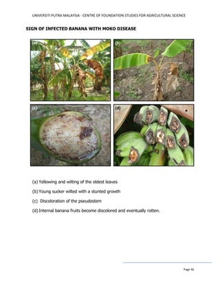 UNIVERSITI PUTRA MALAYSIA - CENTRE OF FOUNDATION STUDIES FOR AGRICULTURAL SCIENCE
Page 46
SIGN OF INFECTED BANANA WITH MOKO DISEASE
(a) Yellowing and wilting of the oldest leaves
(b) Young sucker wilted with a stunted growth
(c) Discoloration of the pseudostem
(d) Internal banana fruits become discolored and eventually rotten.
 