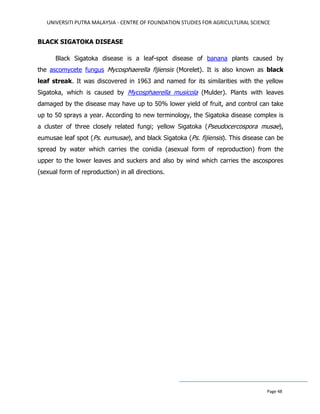 UNIVERSITI PUTRA MALAYSIA - CENTRE OF FOUNDATION STUDIES FOR AGRICULTURAL SCIENCE
Page 48
BLACK SIGATOKA DISEASE
Black Sigatoka disease is a leaf-spot disease of banana plants caused by
the ascomycete fungus Mycosphaerella fijiensis (Morelet). It is also known as black
leaf streak. It was discovered in 1963 and named for its similarities with the yellow
Sigatoka, which is caused by Mycosphaerella musicola (Mulder). Plants with leaves
damaged by the disease may have up to 50% lower yield of fruit, and control can take
up to 50 sprays a year. According to new terminology, the Sigatoka disease complex is
a cluster of three closely related fungi; yellow Sigatoka (Pseudocercospora musae),
eumusae leaf spot (Ps. eumusae), and black Sigatoka (Ps. fijiensis). This disease can be
spread by water which carries the conidia (asexual form of reproduction) from the
upper to the lower leaves and suckers and also by wind which carries the ascospores
(sexual form of reproduction) in all directions.
 