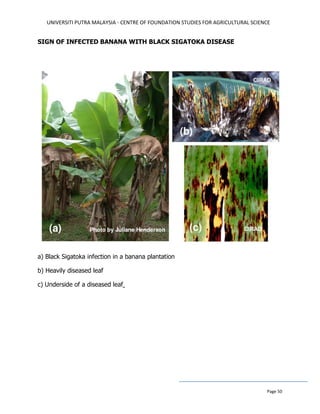 UNIVERSITI PUTRA MALAYSIA - CENTRE OF FOUNDATION STUDIES FOR AGRICULTURAL SCIENCE
Page 50
SIGN OF INFECTED BANANA WITH BLACK SIGATOKA DISEASE
a) Black Sigatoka infection in a banana plantation
b) Heavily diseased leaf
c) Underside of a diseased leaf
 