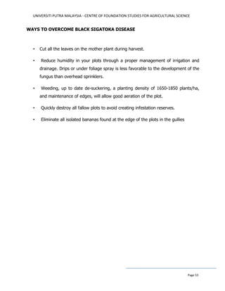 UNIVERSITI PUTRA MALAYSIA - CENTRE OF FOUNDATION STUDIES FOR AGRICULTURAL SCIENCE
Page 53
WAYS TO OVERCOME BLACK SIGATOKA DISEASE
• Cut all the leaves on the mother plant during harvest.
• Reduce humidity in your plots through a proper management of irrigation and
drainage. Drips or under foliage spray is less favorable to the development of the
fungus than overhead sprinklers.
• Weeding, up to date de-suckering, a planting density of 1650-1850 plants/ha,
and maintenance of edges, will allow good aeration of the plot.
• Quickly destroy all fallow plots to avoid creating infestation reserves.
• Eliminate all isolated bananas found at the edge of the plots in the gullies
 