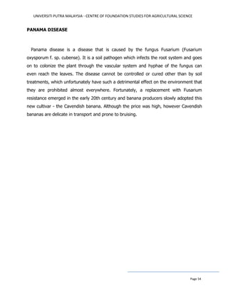 UNIVERSITI PUTRA MALAYSIA - CENTRE OF FOUNDATION STUDIES FOR AGRICULTURAL SCIENCE
Page 54
PANAMA DISEASE
Panama disease is a disease that is caused by the fungus Fusarium (Fusarium
oxysporum f. sp. cubense). It is a soil pathogen which infects the root system and goes
on to colonize the plant through the vascular system and hyphae of the fungus can
even reach the leaves. The disease cannot be controlled or cured other than by soil
treatments, which unfortunately have such a detrimental effect on the environment that
they are prohibited almost everywhere. Fortunately, a replacement with Fusarium
resistance emerged in the early 20th century and banana producers slowly adopted this
new cultivar - the Cavendish banana. Although the price was high, however Cavendish
bananas are delicate in transport and prone to bruising.
 
