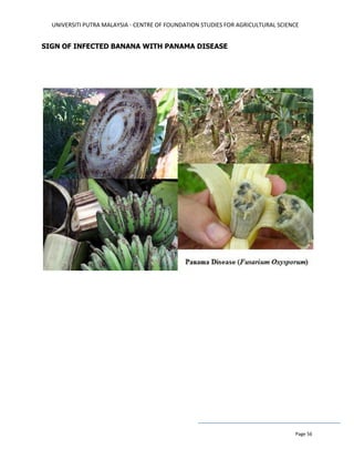 UNIVERSITI PUTRA MALAYSIA - CENTRE OF FOUNDATION STUDIES FOR AGRICULTURAL SCIENCE
Page 56
SIGN OF INFECTED BANANA WITH PANAMA DISEASE
 