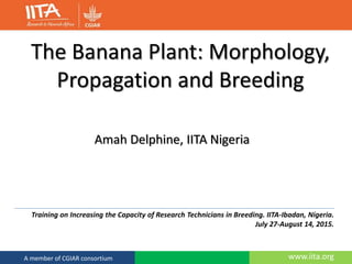 www.iita.orgA member of CGIAR consortium
The Banana Plant: Morphology,
Propagation and Breeding
Training on Increasing the Capacity of Research Technicians in Breeding. IITA-Ibadan, Nigeria.
July 27-August 14, 2015.
Amah Delphine, IITA Nigeria
 