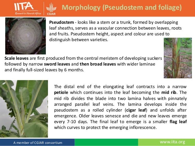 The Banana Plant: Morphology, Propagation and Breeding