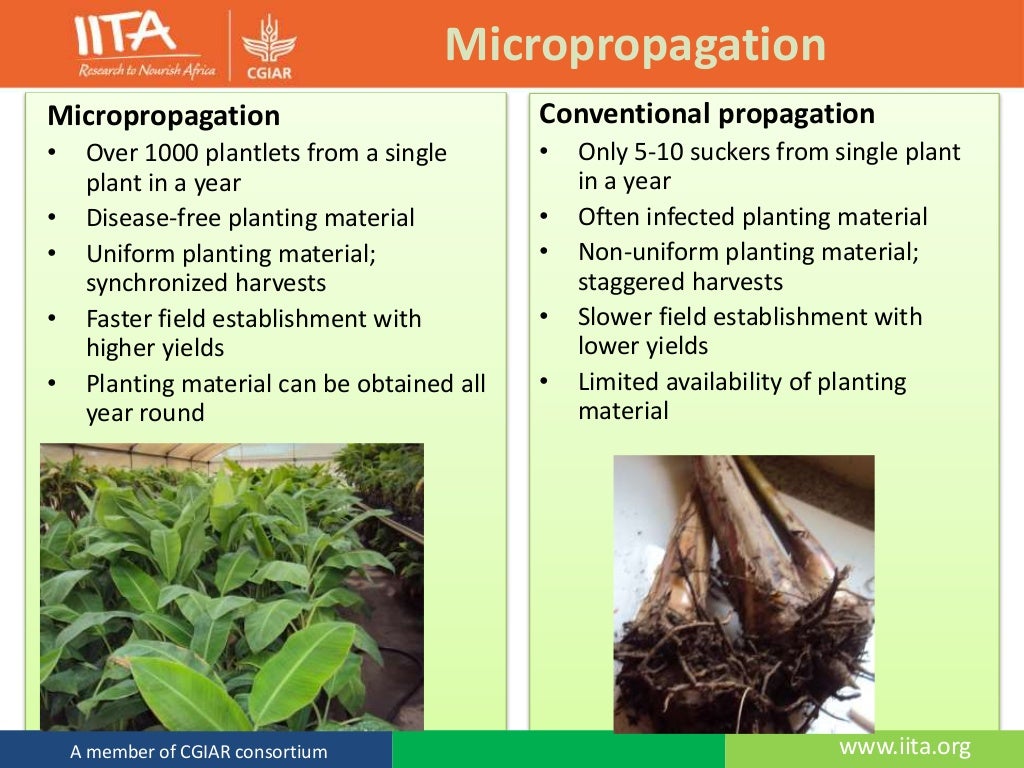 The Banana Plant Morphology, Propagation and Breeding
