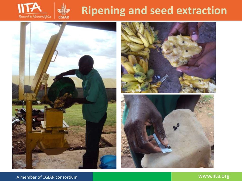 The Banana Plant Morphology, Propagation and Breeding