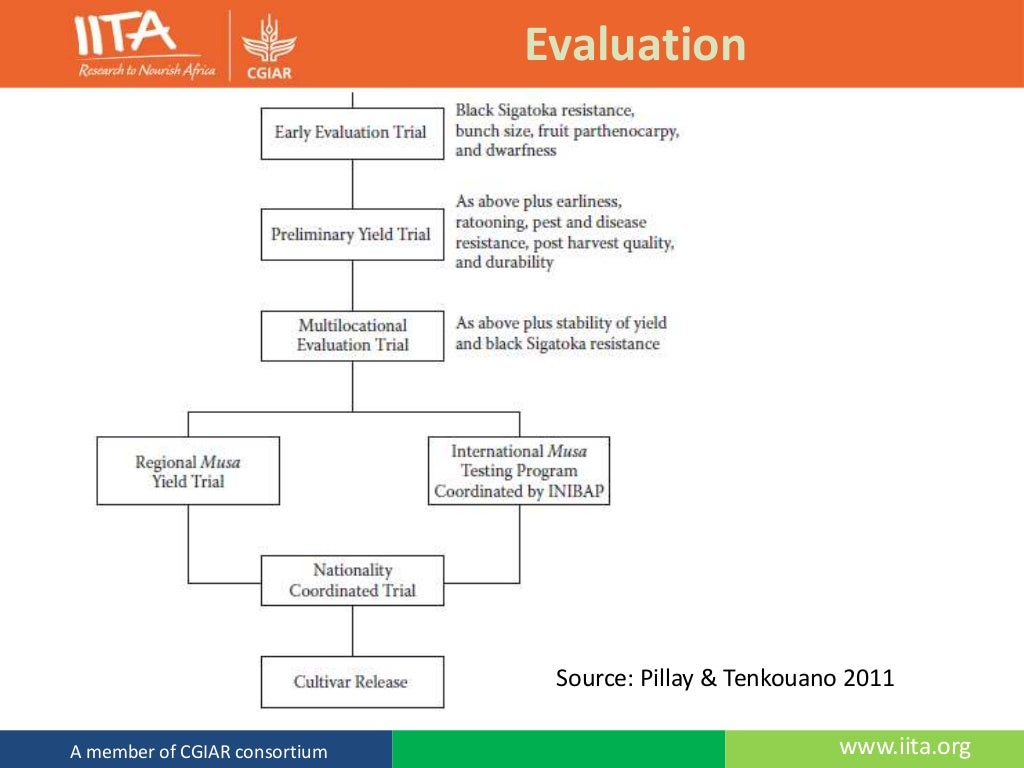 The Banana Plant Morphology, Propagation and Breeding