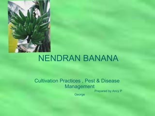 Cultivation Practices , Pest & Disease
Management
Prepared by Ancy P
George
NENDRAN BANANA
 