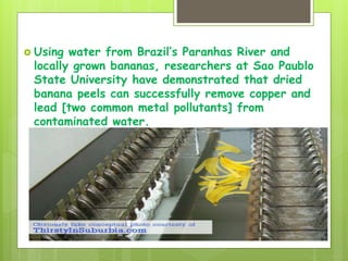  Using water from Brazil’s Paranhas River and
locally grown bananas, researchers at Sao Paublo
State University have demonstrated that dried
banana peels can successfully remove copper and
lead [two common metal pollutants] from
contaminated water.
 