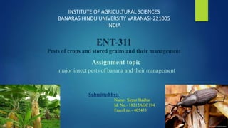 INSTITUTE OF AGRICULTURAL SCIENCES
BANARAS HINDU UNIVERSITY VARANASI-221005
INDIA
ENT-311
Pests of crops and stored grains and their management
Assignment topic
major insect pests of banana and their management
Submitted by:-
Name- Sirpat Badhai
Id. No.- 18212AGC194
Enroll no.- 405433
 
