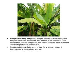 • Nitrogen Deficiency Symptoms: Nitrogen deficiency causes slow growth
and paler leaves with reduced leaf area and rate of...