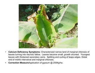 • Calcium Deficiency Symptoms: Characterized narrow land of marginal chlorosis of
leaves turning into necrotic fallow. Lea...