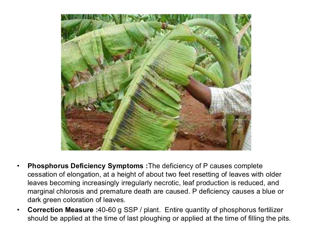 Banana plant deficiency symptoms and corrective measures