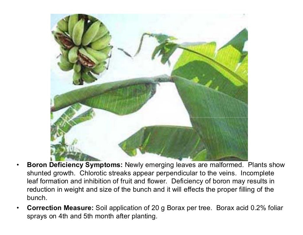 Banana plant deficiency symptoms and corrective measures