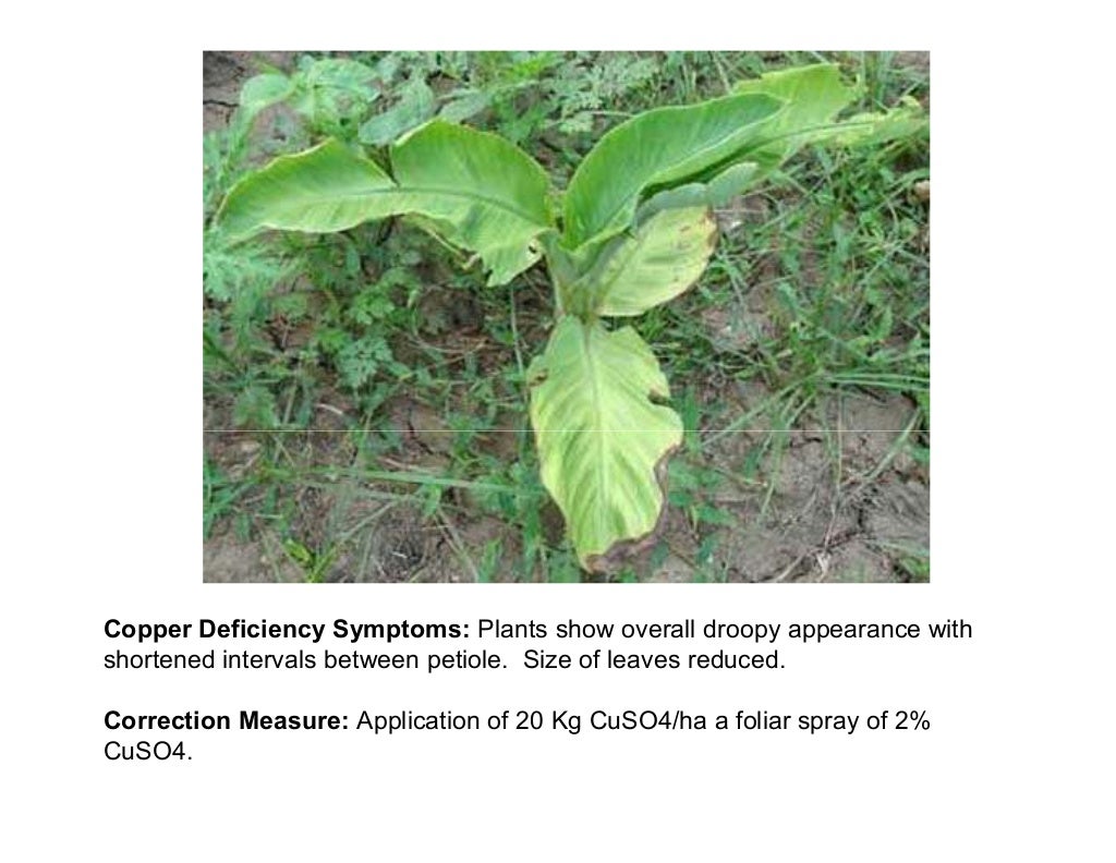 Banana plant deficiency symptoms and corrective measures