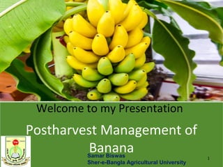 Welcome to my Presentation
Postharvest Management of
Banana 1Samar Biswas
Sher-e-Bangla Agricultural University
 