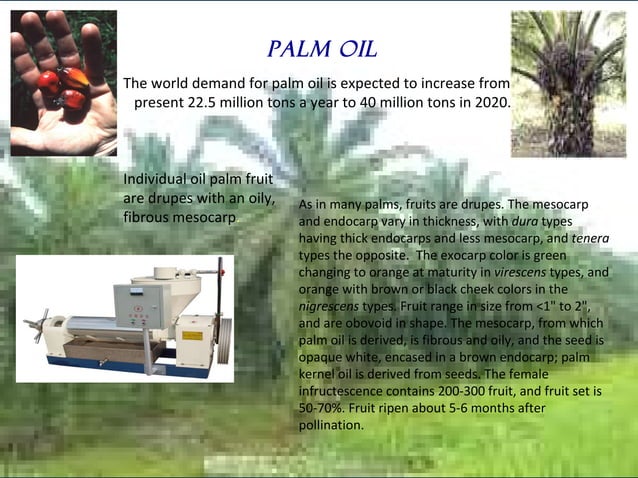 Banana Presentation PPT banana-presentation-ppt