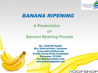 BANANA RIPENING
A Presentation  
on
Banana Ripening Process
 