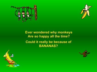Ever wondered why monkeys Are so happy all the time? Could it really be because of BANANAS? 