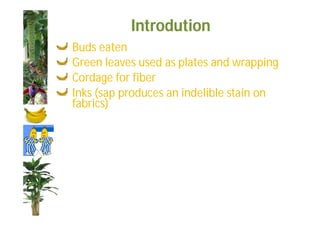 Introdution 
Buds eaten 
Green leaves used as plates and wrapping 
Cordage for fiber 
Inks (sap produces an indelible stain on 
fabrics) 
 