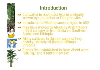 Introduction 
Cultivated in southeast Asia in antiquity; 
known by reputation to Theophrastus 
introduced to Mediterranean region in 650 
may have moved to Africa by Arab traders 
in first century or from India via Southern 
Arabia and Ethiopia. 
Many cultivars in Uganda suggest long 
history, unlikely all passed through 
Ethiopia. 
Clones first established in New World were 
‘Silk Fig,’ and ‘French Plantain’. 
 