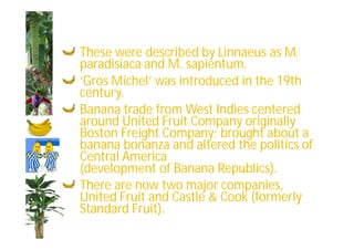 These were described by Linnaeus as M. 
paradisiaca and M. sapientum. 
‘Gros Michel’ was introduced in the 19th 
century. 
Banana trade from West Indies centered 
around United Fruit Company originally 
Boston Freight Company; brought about a 
banana bonanza and altered the politics of 
Central America 
(development of Banana Republics). 
There are now two major companies, 
United Fruit and Castle & Cook (formerly 
Standard Fruit). 
 